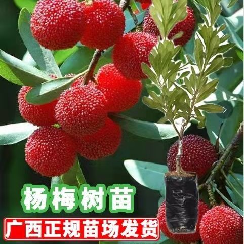 杨梅苗东魁杨梅苗嫁接树苗六月杨梅荸荠杨梅南方北方庭院种植果苗