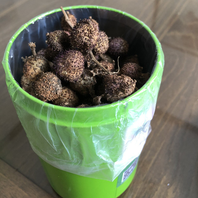 广宁赤坑春砂仁100g 尖刺黄苗沙仁干果 广宁特产中药材 够老