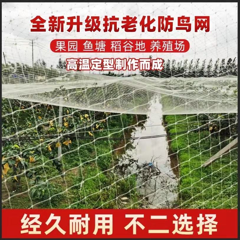 果园果树防鸟网葡萄大棚保护网家用果树网防鸟用的鱼塘养殖网尼龙