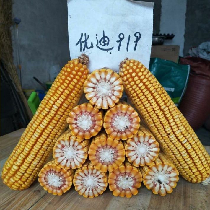 优迪919 抗倒伏耐旱高产玉米种子春夏播种大田红轴杂交玉米种子
