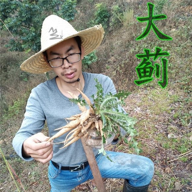 深山新鲜中草药大蓟根 刺萝卜 大刺盖  刺儿菜 紫花鸡母刺头