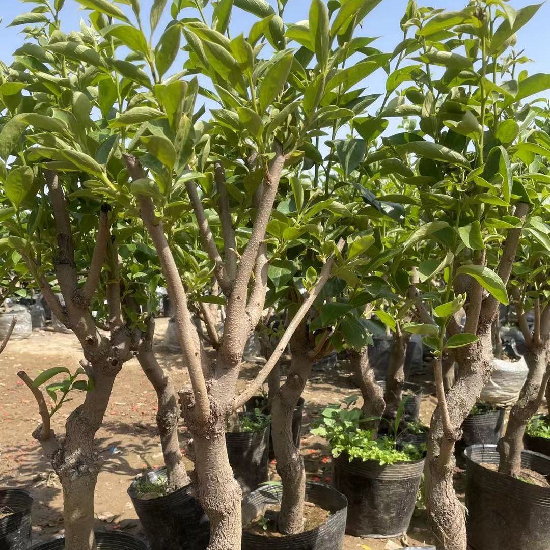 柿子苗树盆栽地栽嫁接苗日本甜柿磨盘柿柿树苗当年结果无核柿子树 虎窝拼