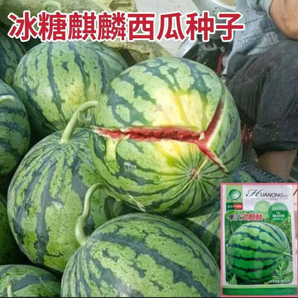 (冰糖麒麟瓜种子)西瓜种子8424薄皮高甜度早熟高产无籽西瓜种子
