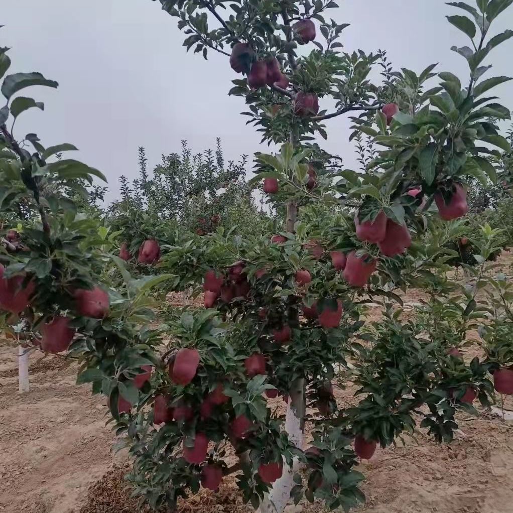 88626-现摘花牛苹果水果蛇果新鲜粉甘肃天水当季水果-详情图