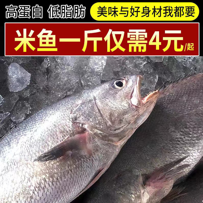 新鲜深海野生米鱼冷冻鳘鱼大鮸鱼敏鱼冰冻鮸鱼海捕水产海鲜活