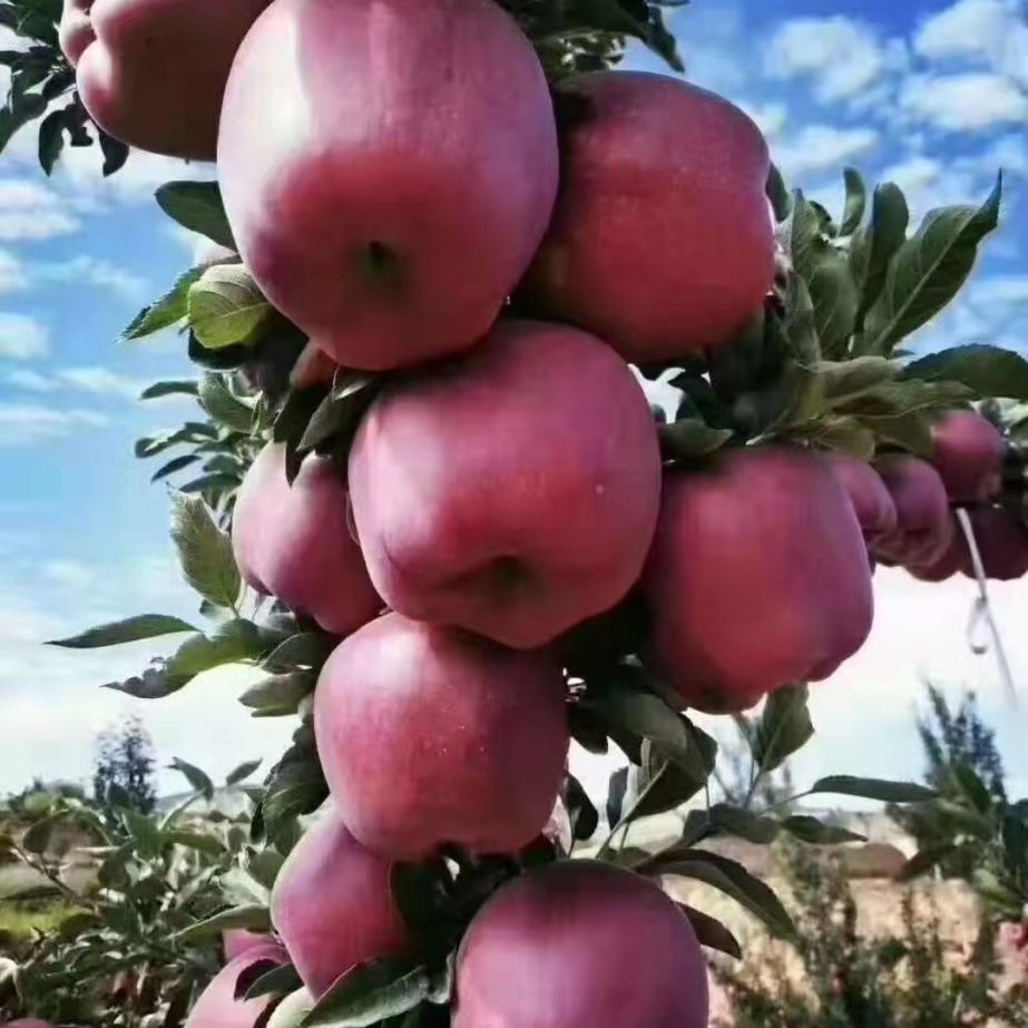 88626-现摘花牛苹果水果蛇果新鲜粉甘肃天水当季水果-详情图