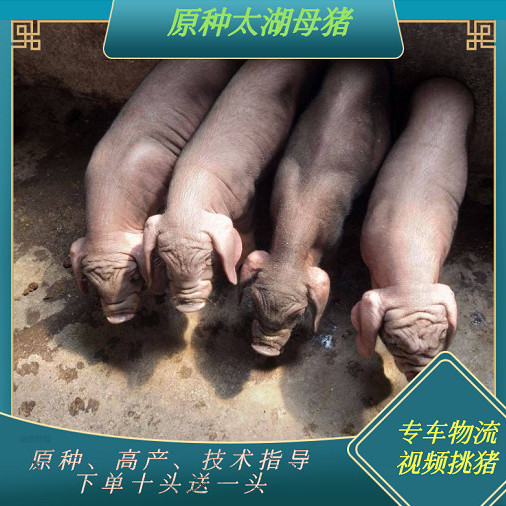 批发原种太湖母猪一代四蹄白小母猪幼崽纯种小猪苗母猪苗配猪梅山