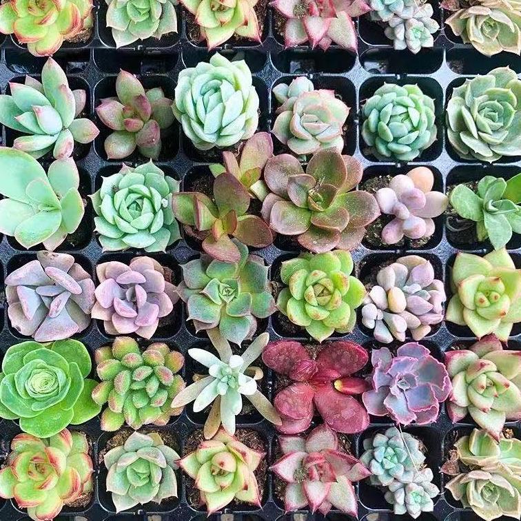多肉批发多肉植物彩虹多肉盆栽精品多肉室内绿植穴盘肉肉大棚直销 拼多多超惠优惠商城 大额商品优惠券 超高商品折扣