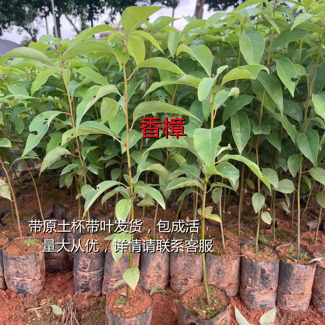 香樟树苗四季常青小叶香樟树苗绿化苗木驱蚊植物地栽香樟树苗批发