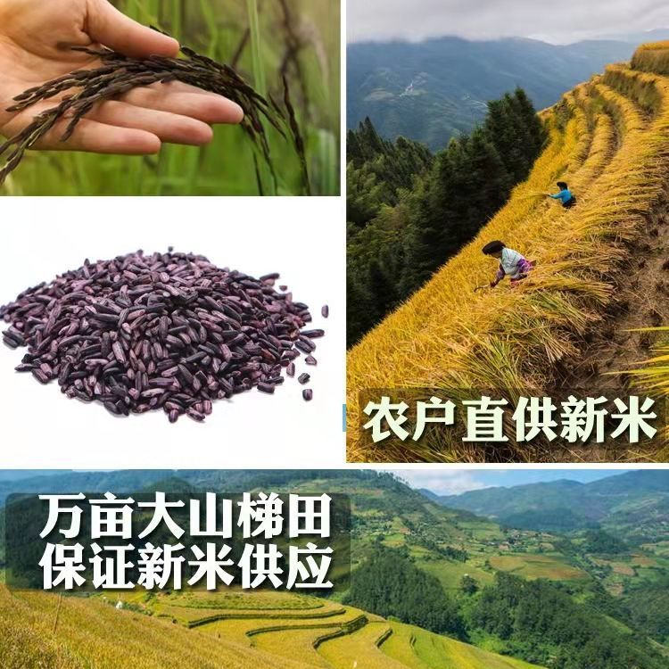 云南墨江紫米新米老品种正宗紫米面包非糯米五谷杂粮端午粽子原料