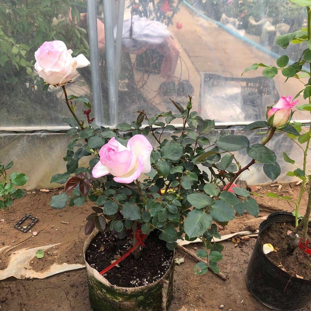 第一夫人浓香型灌木月季阳台盆栽庭院种植好看的多季开花大花欧月