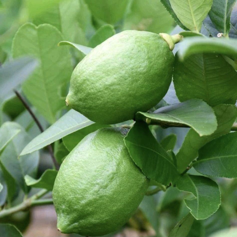 高杆香水柠檬树盆栽阳台带果花苞树带花植物果树绿植室内四季开花 澜景园艺