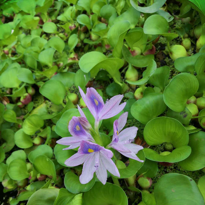 水葫芦自然好养水生植物净化水质养鱼养虾养龟鱼缸造景水培植物 4月17日发完 虎窝拼