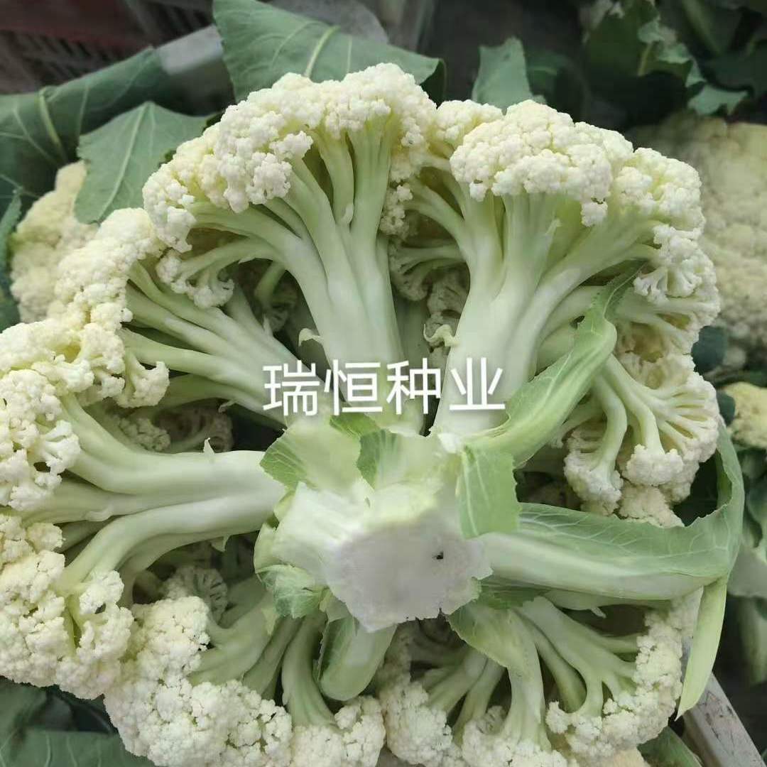 青梗松花菜种子有机花菜西兰花种子散头花菜种子花椰菜种子包邮 虎窝拼 青梗松花菜种子有机花菜西兰花种子散头花菜种子花椰菜种子包邮 虎窝拼