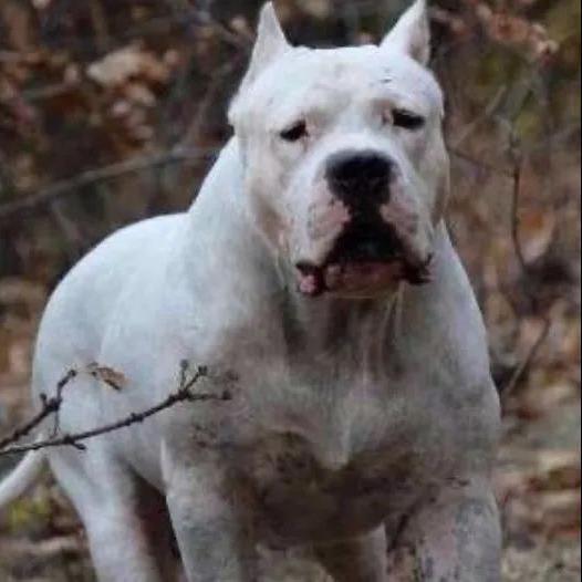 杜高犬幼犬纯种猎犬阿根廷杜高幼犬巨型狩猎犬护卫杜高犬混血幼崽