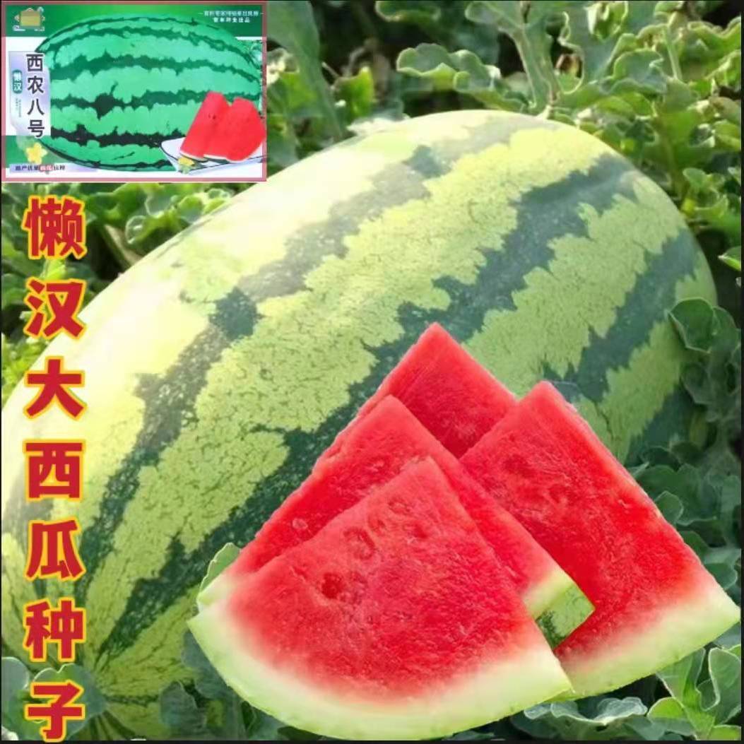 (巨型西瓜种子)懒汉王西瓜种子高产早中熟巨型西瓜种籽特大西瓜