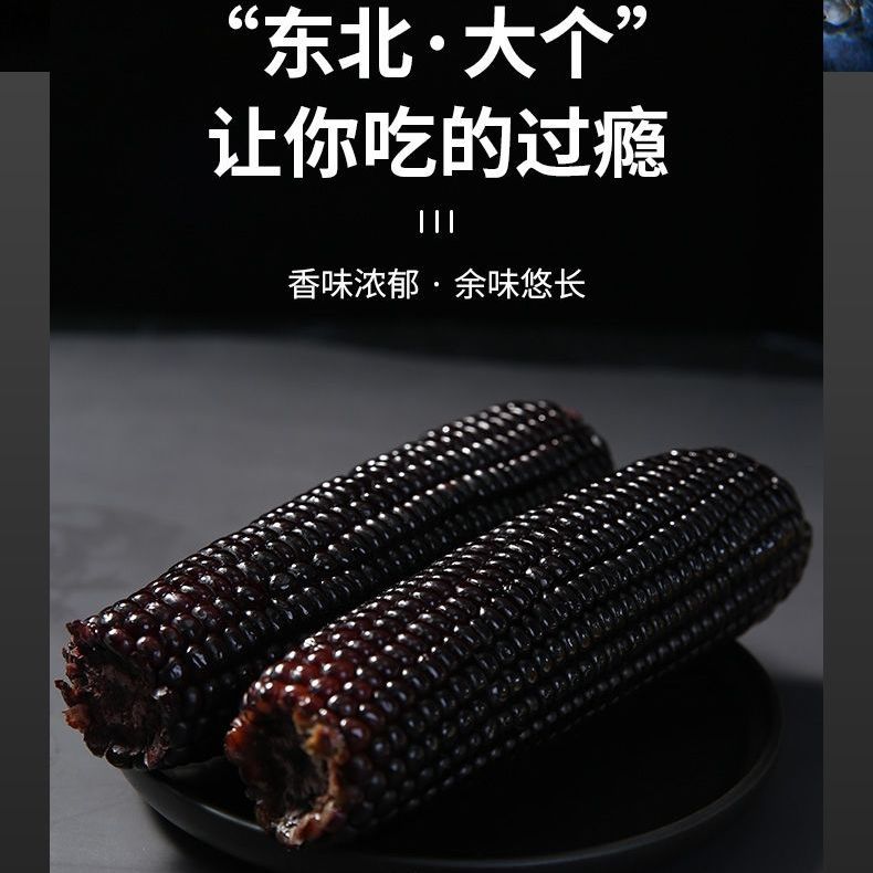88825-东北黑玉米新鲜甜糯非转基因真空包装自热速食黑黏苞米棒整箱批发-详情图
