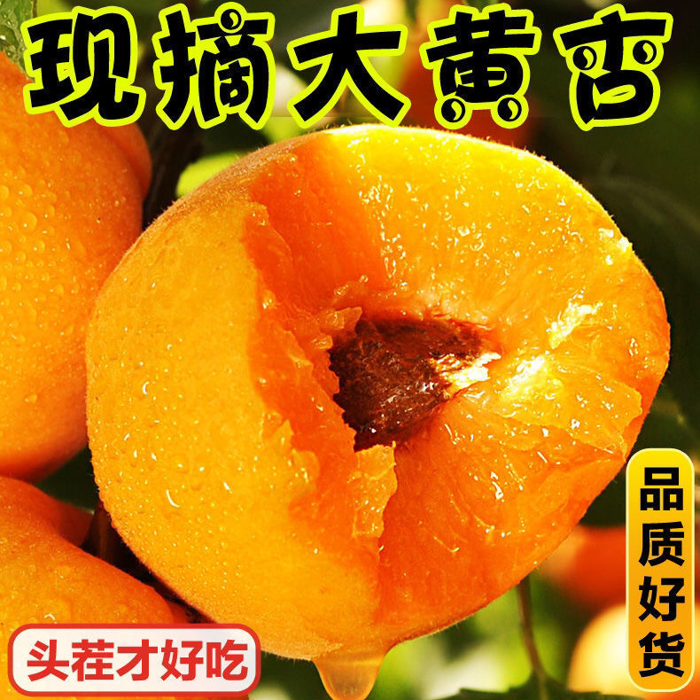 165653-999繁金太阳大黄杏新鲜现摘当季水果包邮正宗陕西大黄杏酸甜可口【7天内发货】-详情图