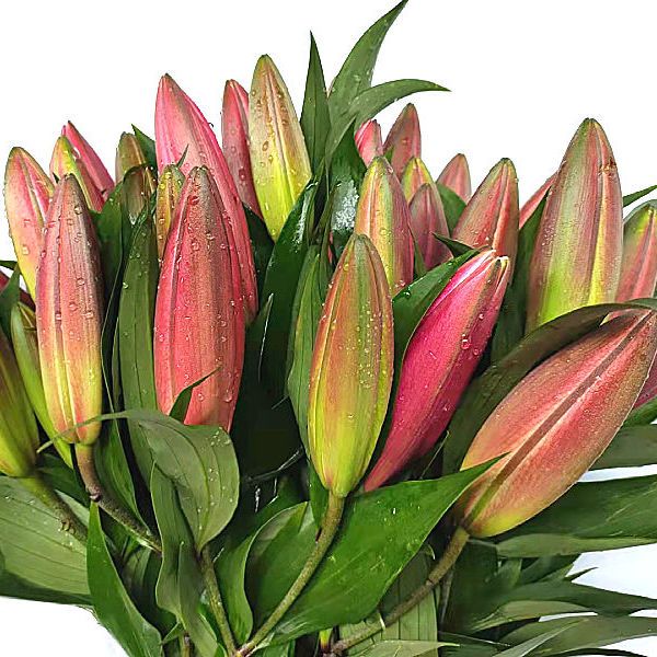 香水百合花鲜花花束批发云南昆明基地直发水养花真花大头百合花 虎窝拼