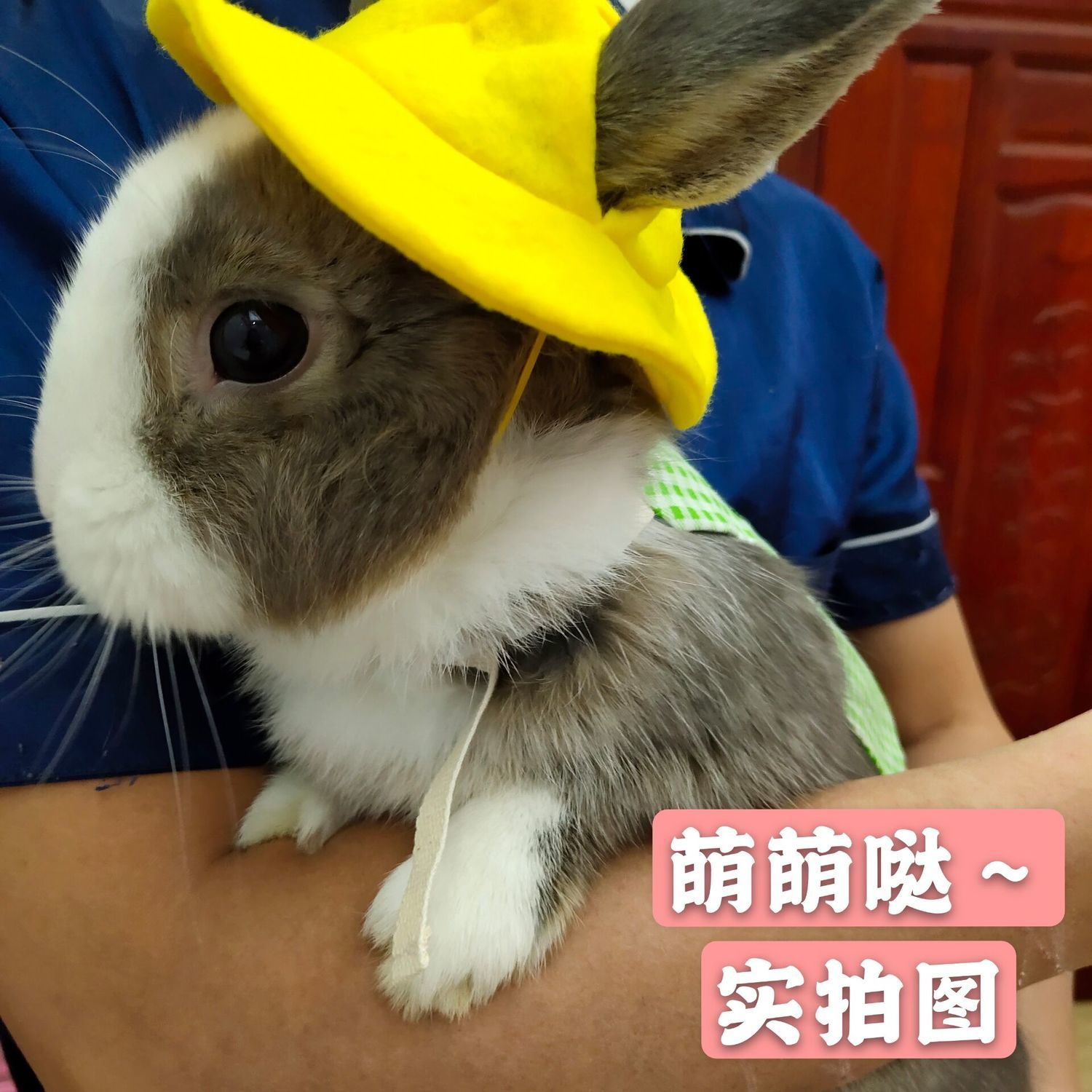 Rabbit cute traction rope slipping rabbit rope dwarf rabbit hat lop ear rabbit clothes rabbit clothes pet rabbit going out