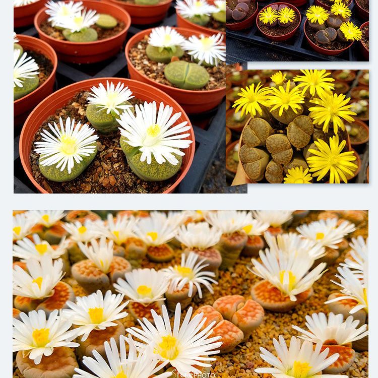 生石花母本景天多肉植物石生花肉肉pp花屁股花 虎窝拼