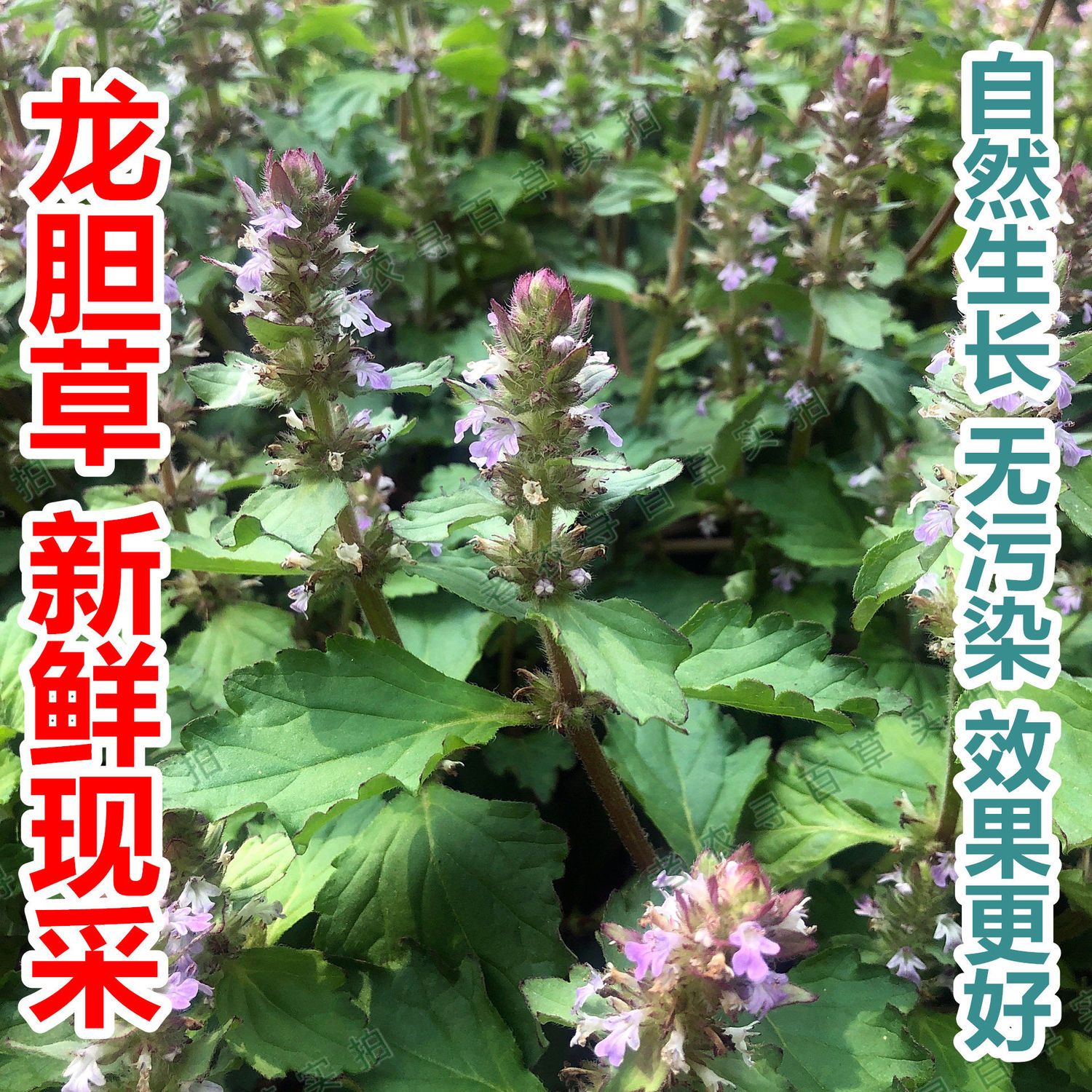 潮汕青草药苦地胆苦龙胆草新鲜野生龙胆苦草风轮菜白毛夏枯草【3月8