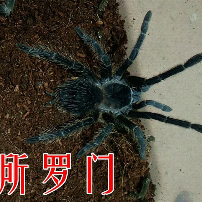 网红新手入门品种巴西所罗门1-22厘米大体型宠物活体爬虫蜘蛛【3月20