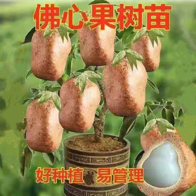 佛心果树苗释迦菩提树卧室阳台客厅室内房间观赏盆景千眼菩提树苗