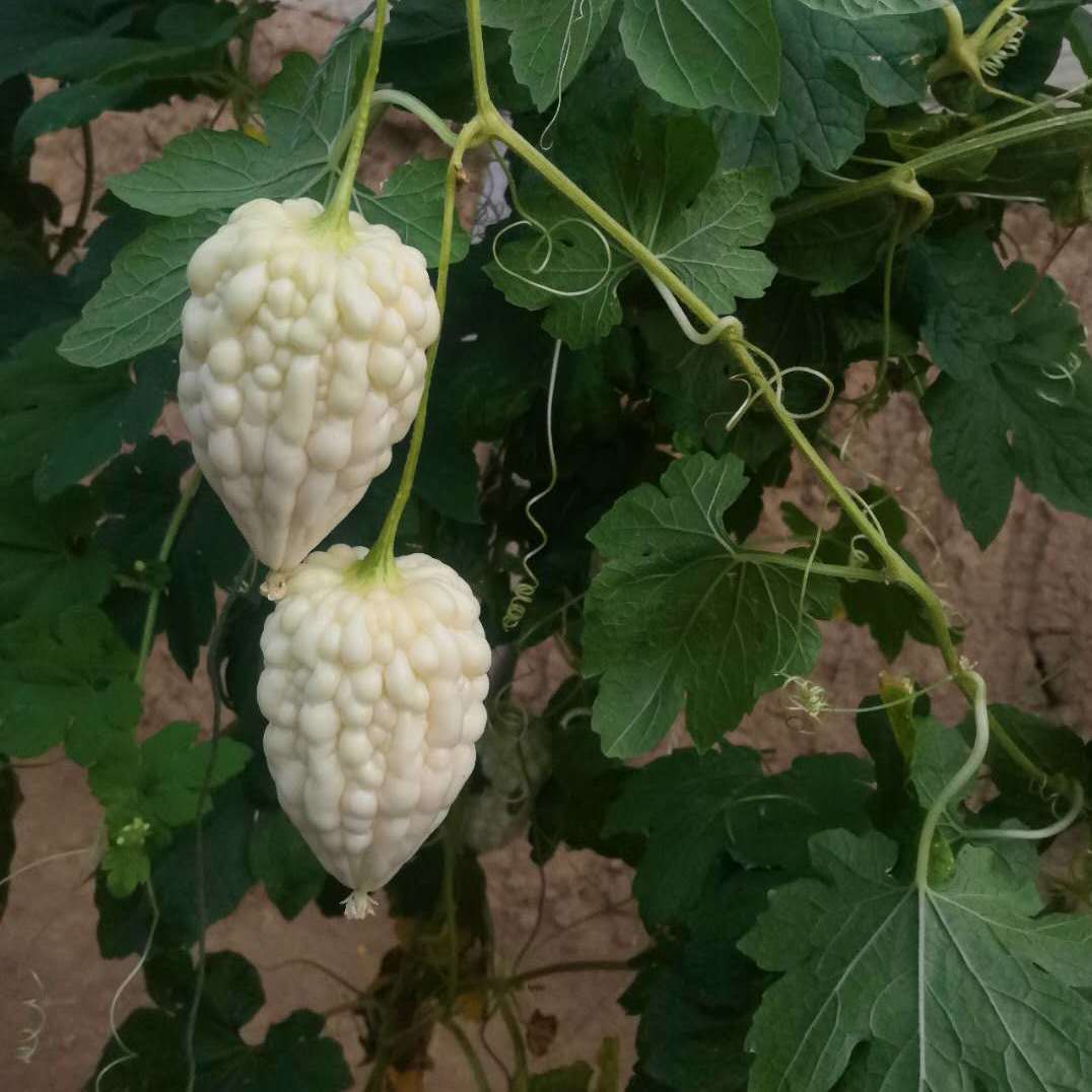 【顺丰包邮】苹果苦瓜现摘白玉苦瓜新鲜水果苦瓜生吃1斤2斤3斤