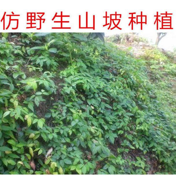 包活免邮带盆三叶青种苗金线吊葫芦苗办公室绿植客厅庭院成活率高