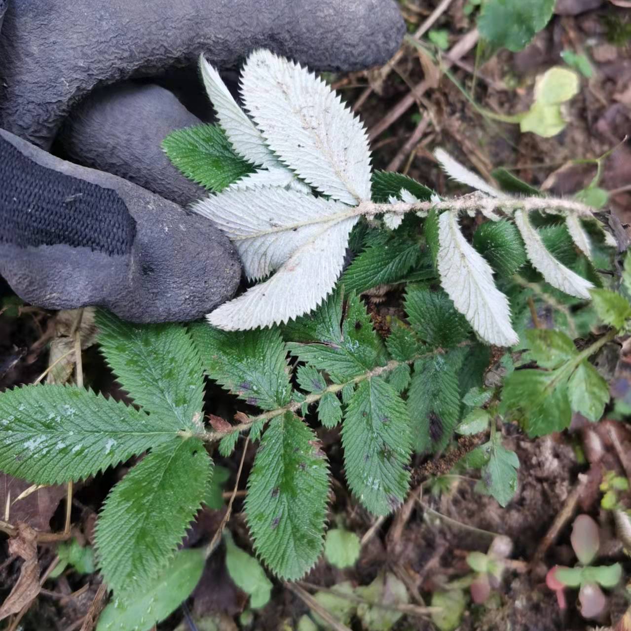 翻白草中草药云南深山野生翻白草现挖翻白草的功效整株发货新鲜采