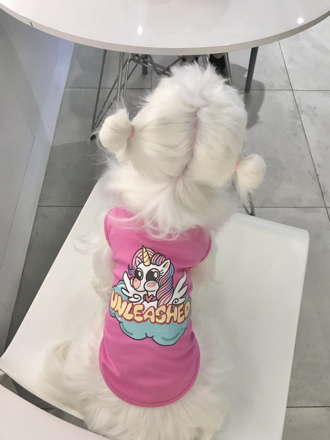 Korean ins Maltese kitten summer sleeveless vest cute breathable pet short-sleeved cat dog clothes