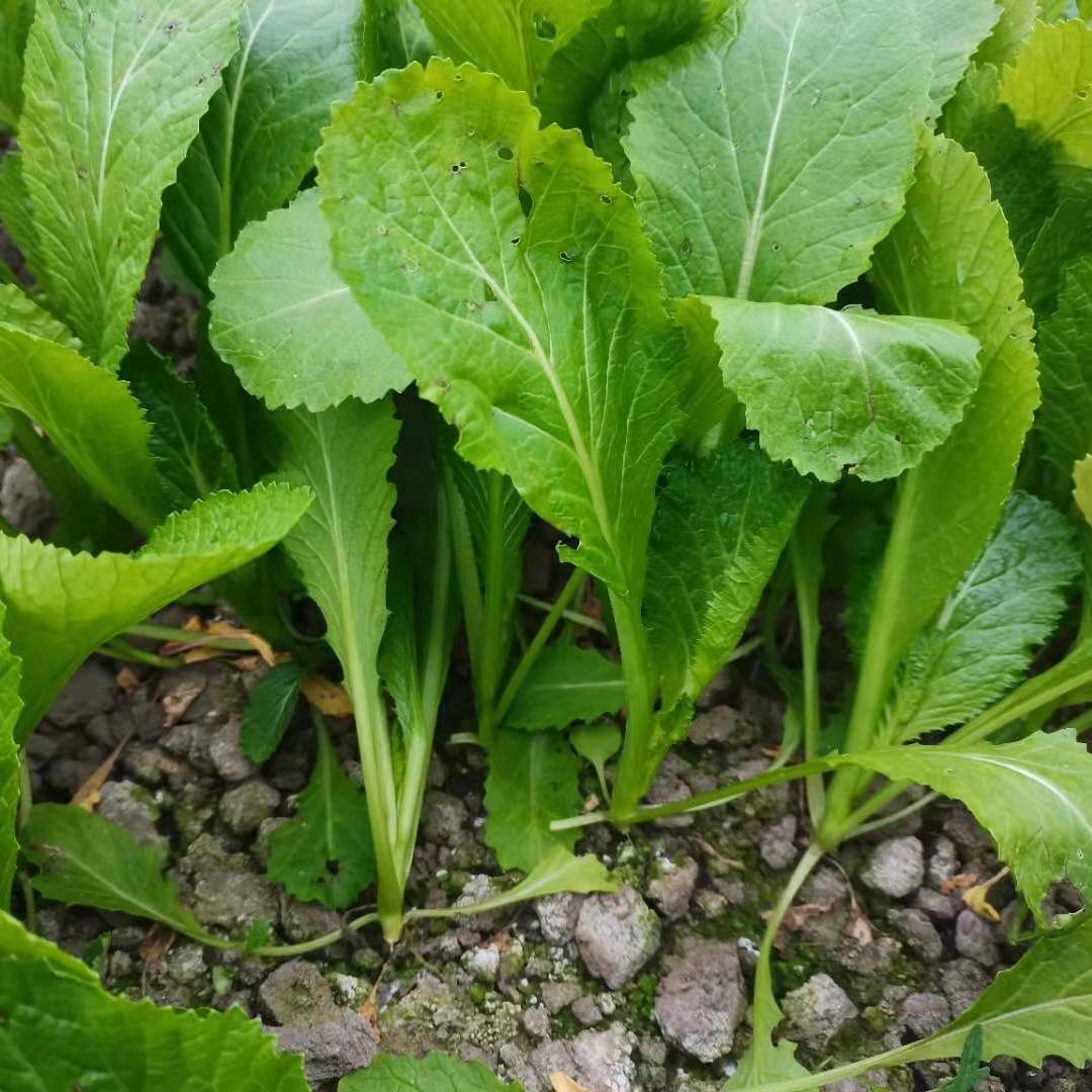 四川芥菜盖菜挂菜小青菜农家自种现采现发绿叶新鲜蔬菜青梗做酸菜