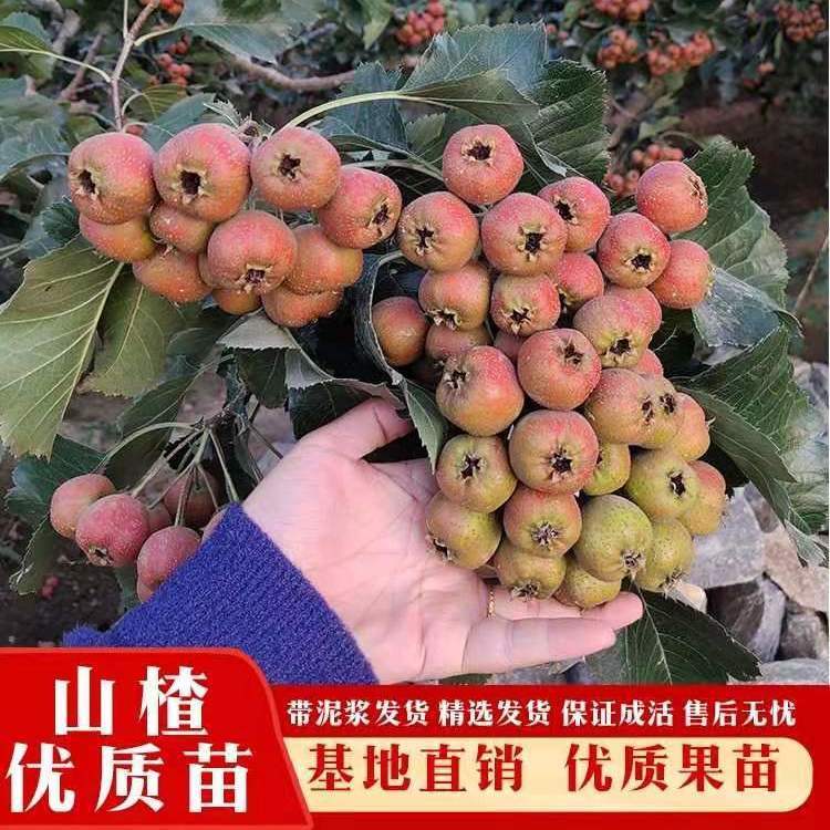山楂树苗嫁接山楂苗大金星山楂大五棱山楂南北方种植当年挂果超甜