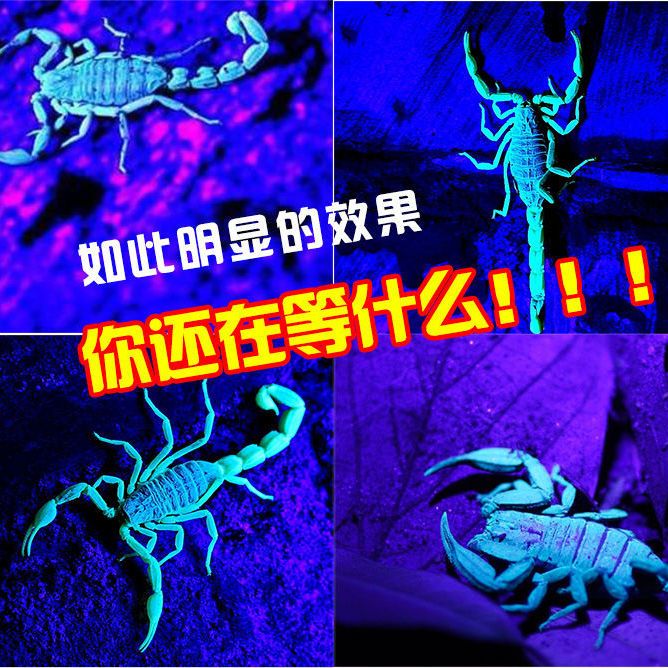 照蝎子灯捕蝎灯紫光头灯LED强光可充电逮蝎子专用头戴式超亮远射