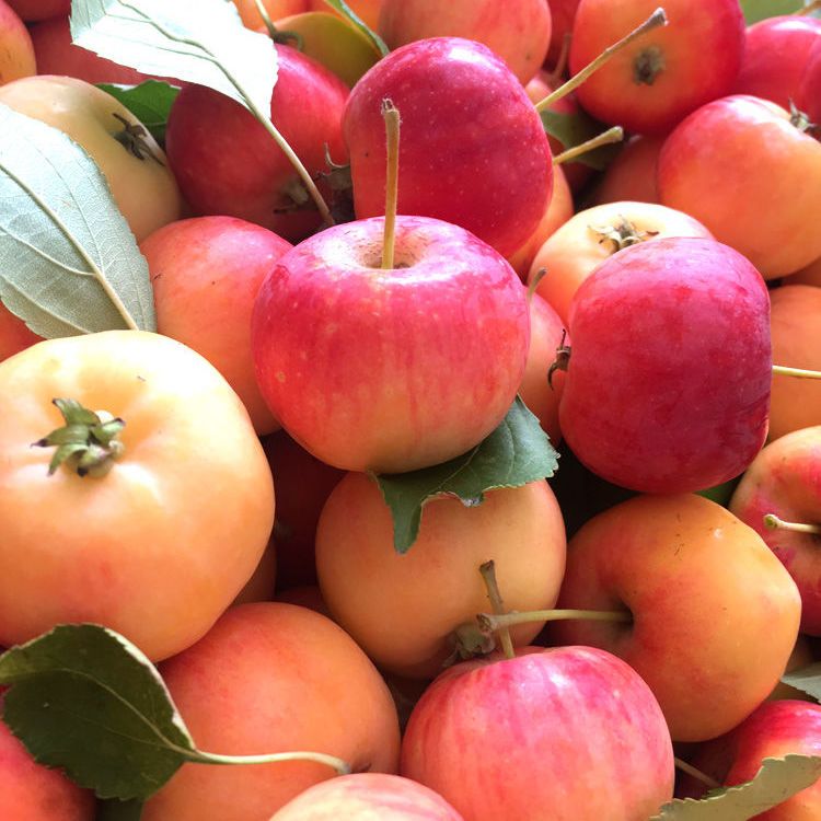 东北沙果新鲜海棠果k9特产酸甜爽口孕妇当季鲜果水果食品5斤包邮