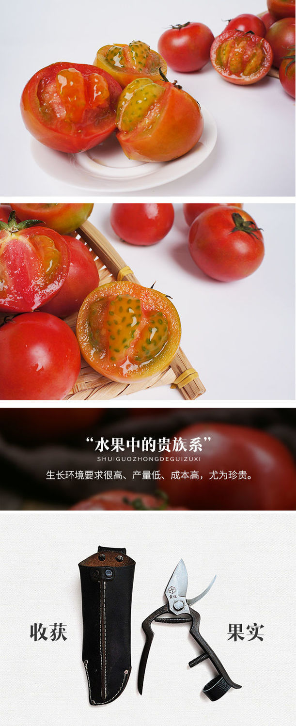 【爆品特惠】丹东铁皮柿子草莓西红柿碱地铁柿子新鲜番茄蔬菜批发