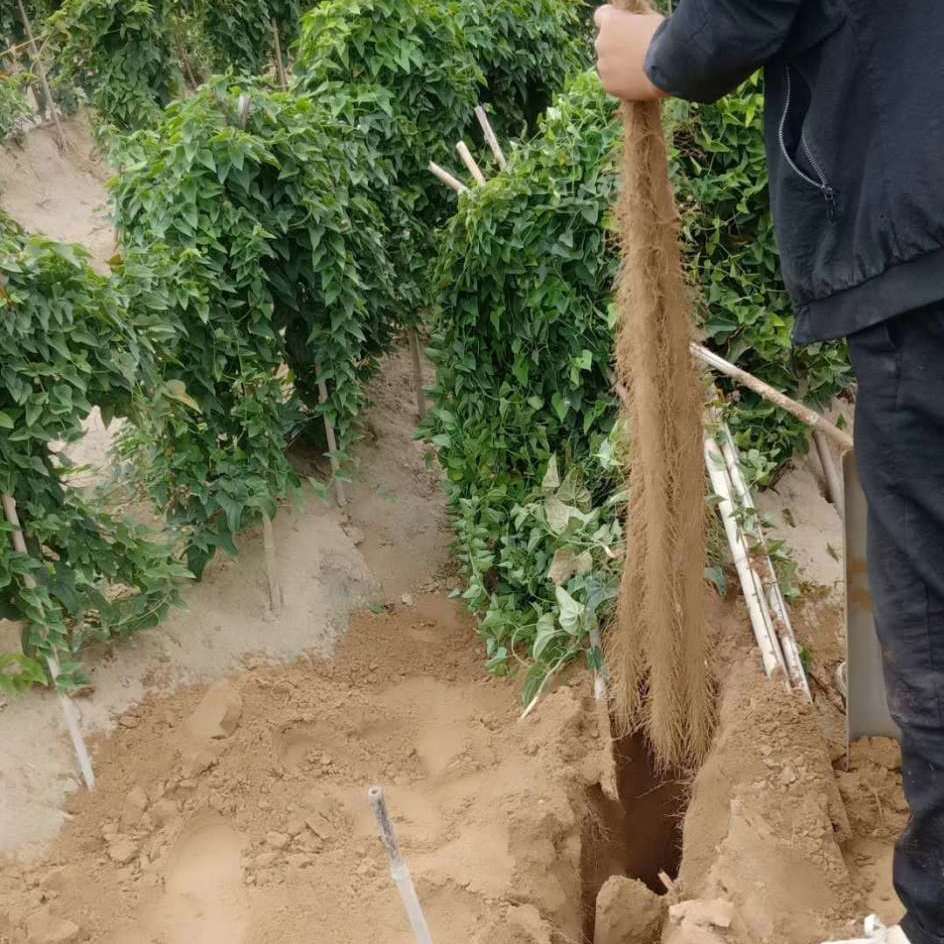 山药新鲜现挖铁棍山药河南垆土淮山药小白嘴铁杆山药口感粉糯包邮