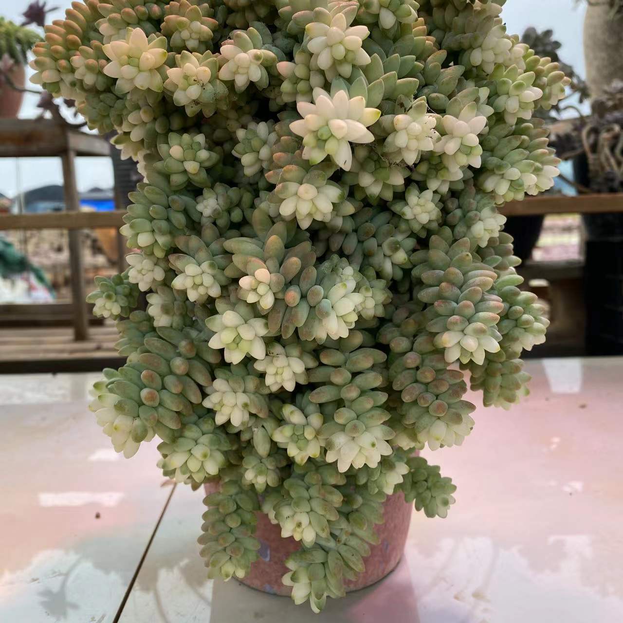 玉坠锦 多肉植物带盆栽好发货老桩多肉植物包邮包损【2月20日发完】