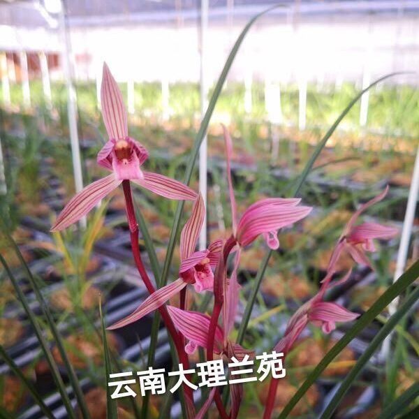 兰花苗阳台花卉绿植浓香盆栽莲瓣兰水晶红素漏风漏雨自然种植