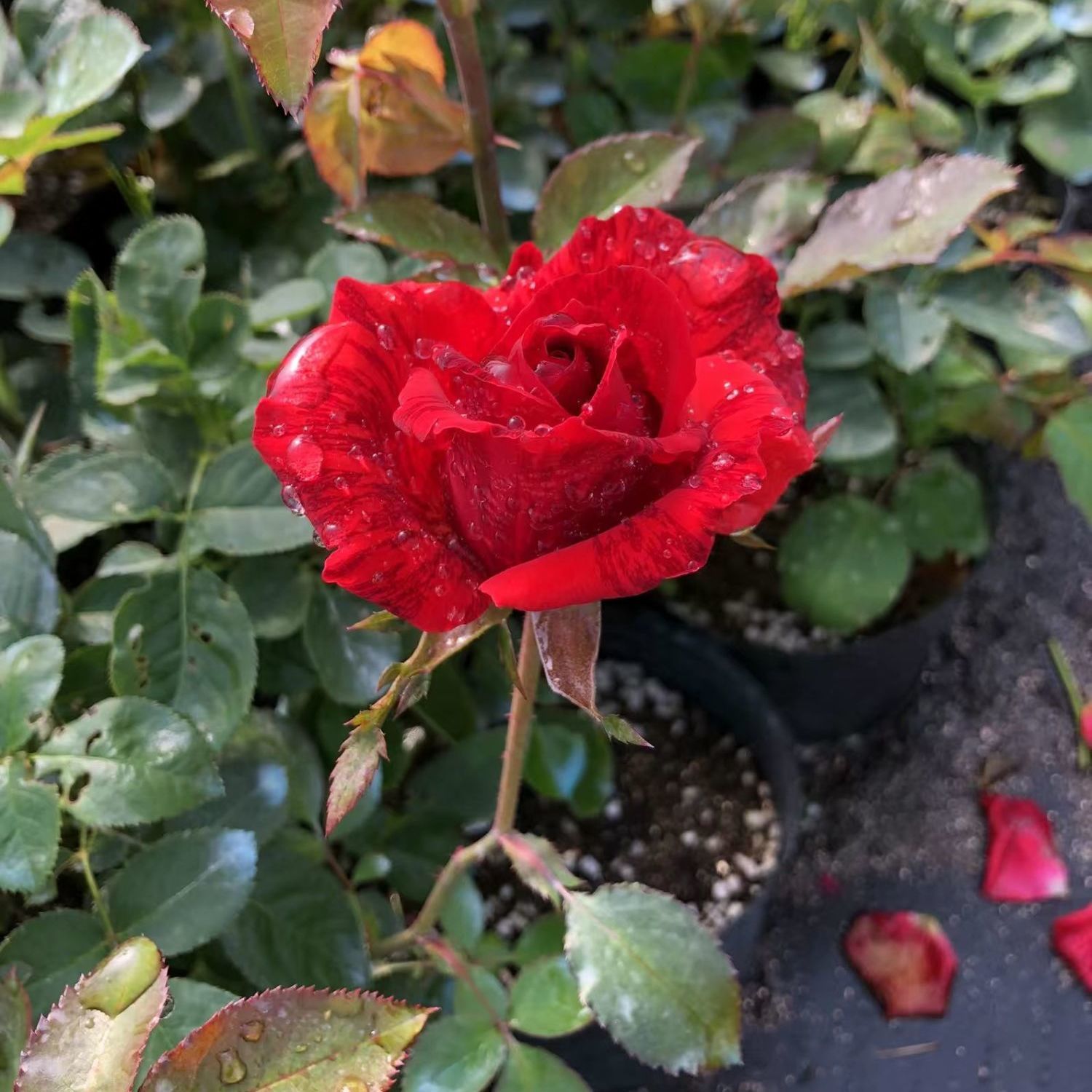 红色直觉月季条纹花室内外阳台盆栽庭院种植四季开花大花花苗