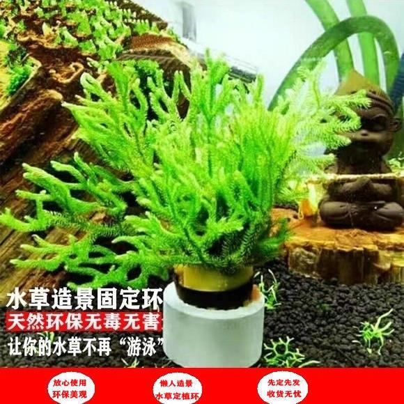 水草定植陶瓷环水草固定器底座下沉杯小绿植鱼缸水族箱造景设备 4月17日发完 虎窝拼