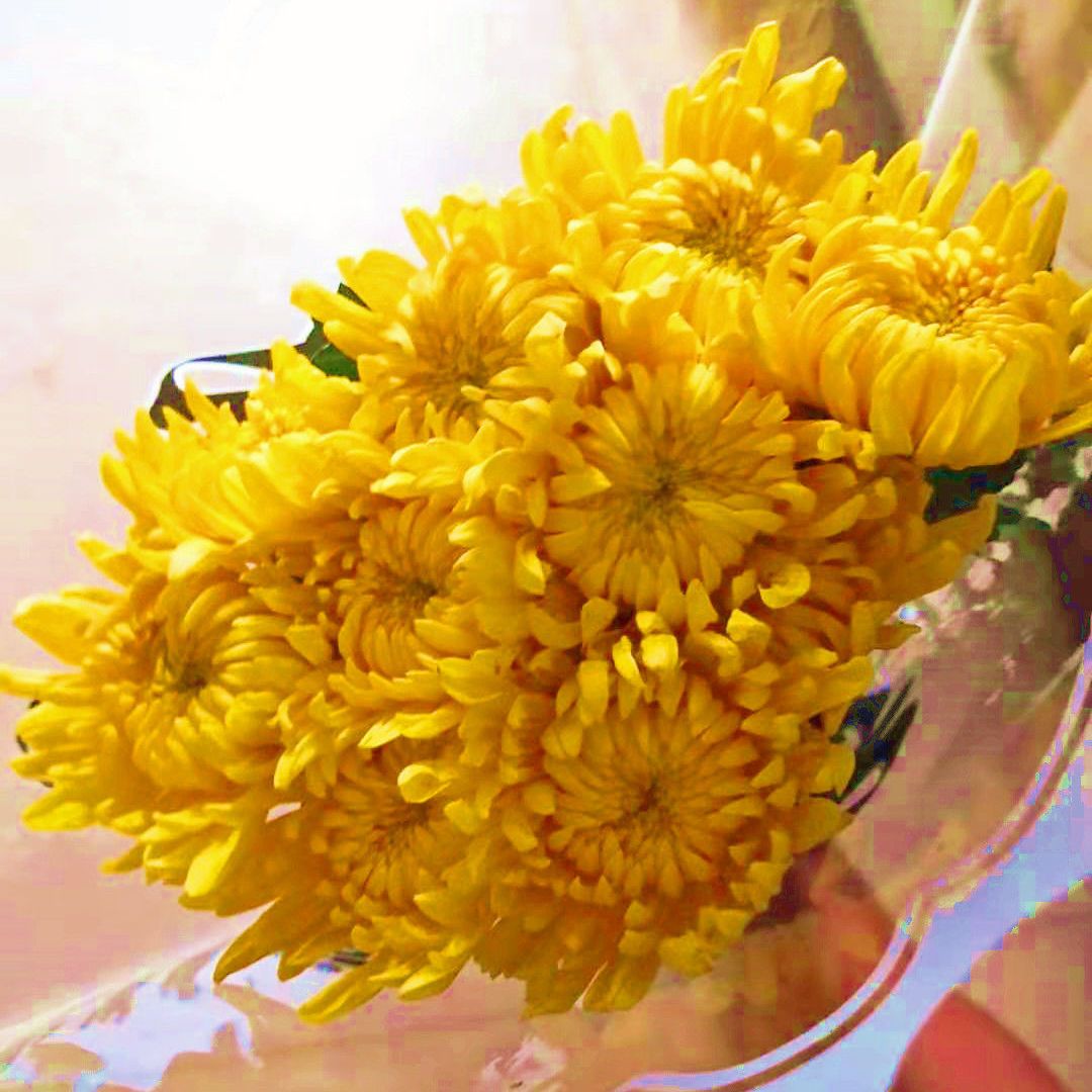 清明祭奠清明节鲜花白菊花黄菊花祭祀用花扫墓用花菊花批发 虎窝拼