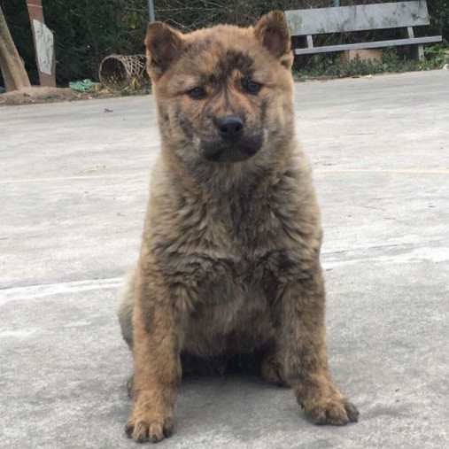 广西土猎犬纯种赶山狗幼犬狗崽狗狗活体黄色土狗虎斑犬中华田园犬【2