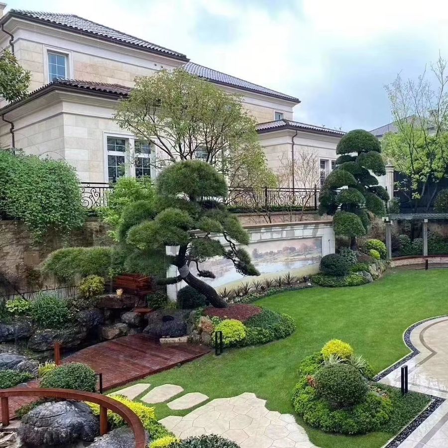 带泥土真草皮草坪庭院别墅绿化植物马尼拉四季青果岭草草坪绿植