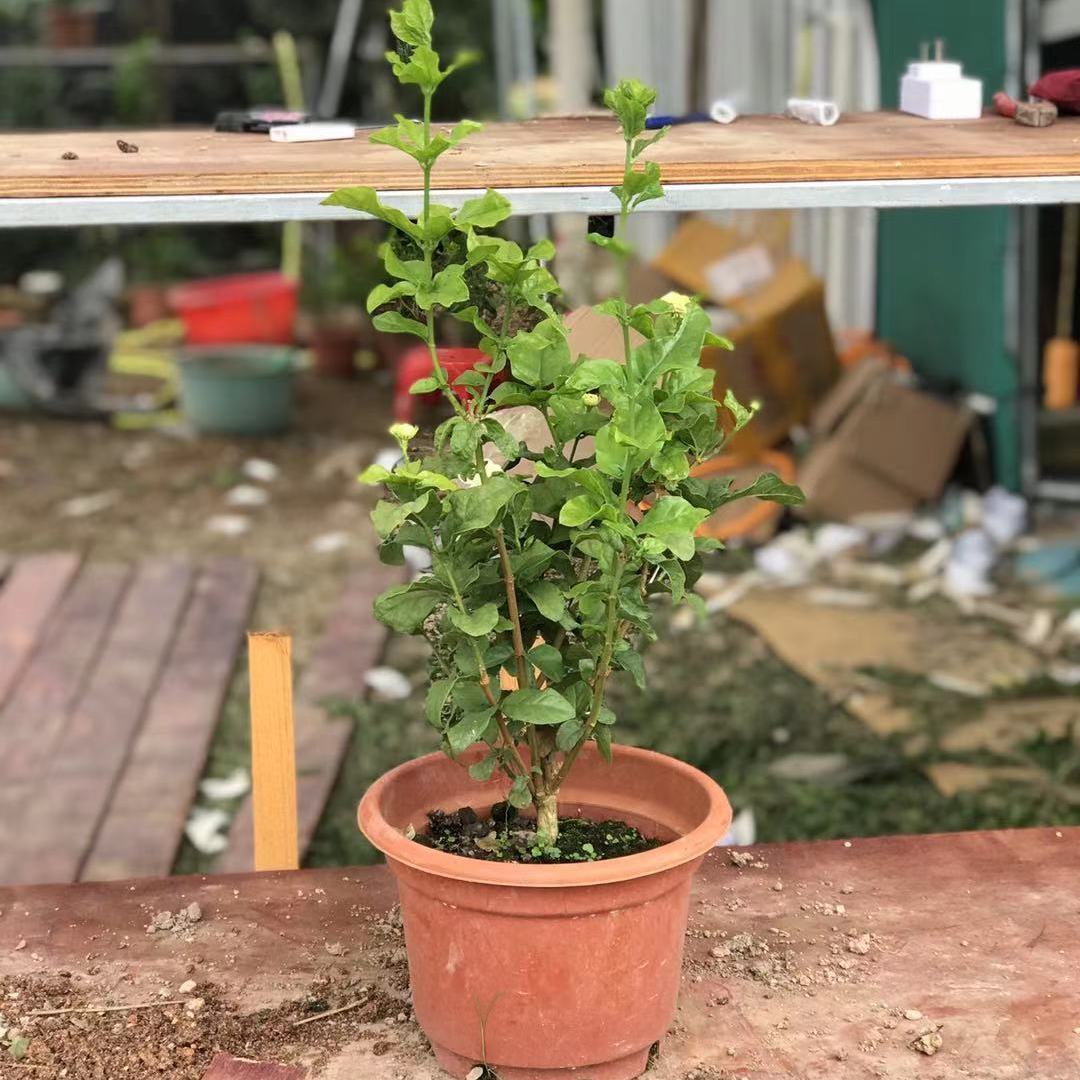 三叶轮生虎头茉莉苗狮头茉莉花苗盆栽庭院阳台芳香茉莉大花重瓣 虎窝拼