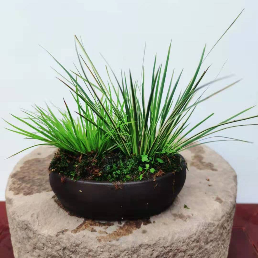 苔玉菖蒲金钱黄金姬胧月有栖川金凤凰虎须六月雪姬月季盆栽 虎窝拼