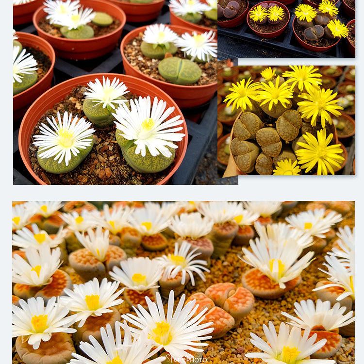 生石花母本景天多肉植物石生花肉肉pp花屁股花 虎窝拼