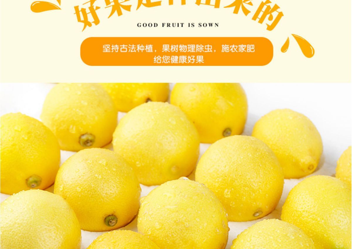 柠檬正宗安岳黄柠檬大果奶茶饮品专用老柠檬果子10斤批发
