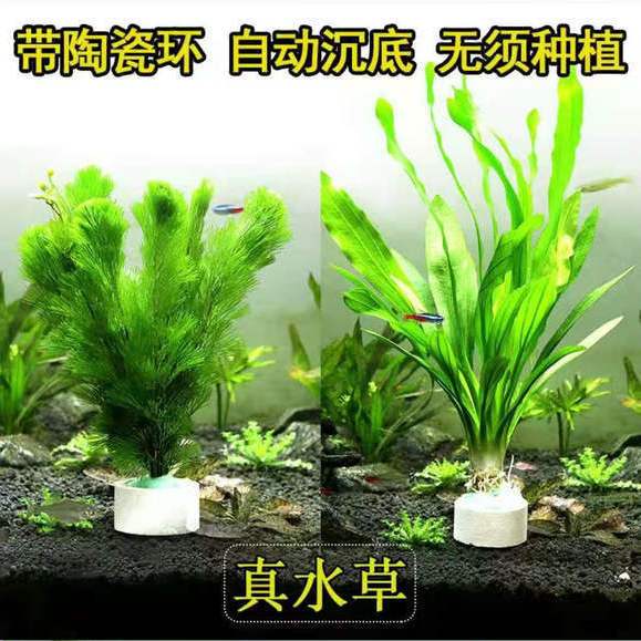 水草定植陶瓷环水草固定器底座下沉杯小绿植鱼缸水族箱造景设备 4月17日发完 虎窝拼